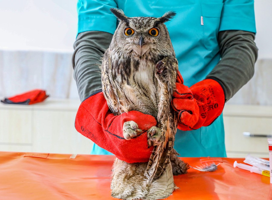 A person wearing protective gloves holds an owl.