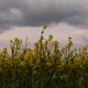 Flowers with ominous clouds in the background.