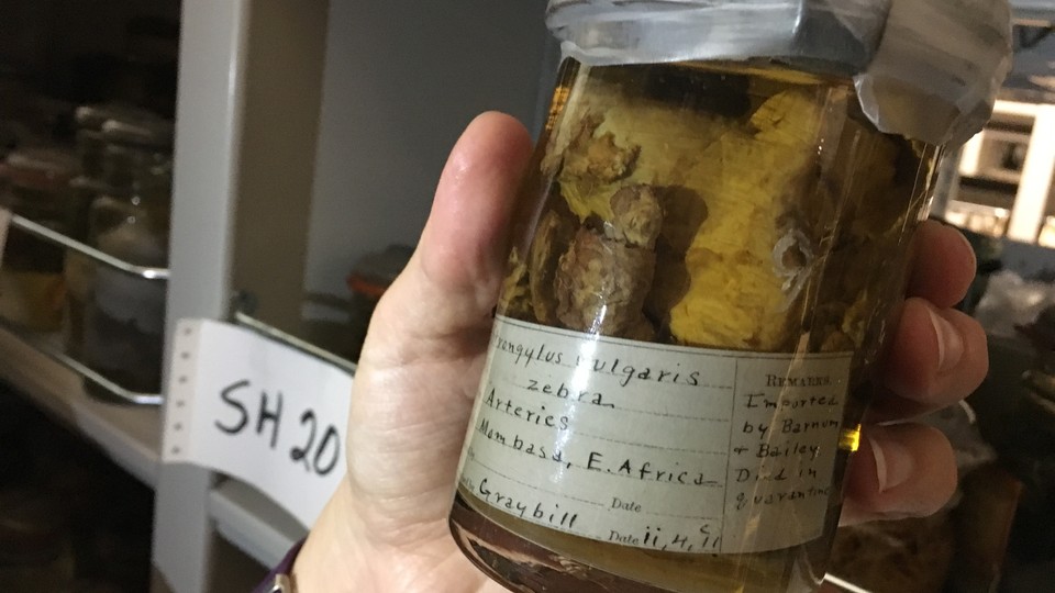A jar containing preserved bloodworms taken from a zebra