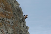A walrus falls from a cliff overlooking a Russian beach.