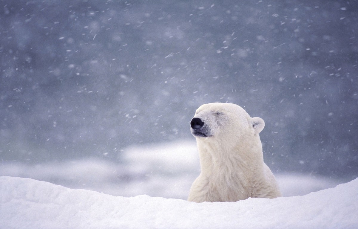 International Polar Bear Day 2023 (23 photos) – Seriously Photography