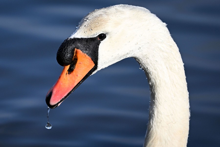 A close view of a swan's head, water dripping from its beak