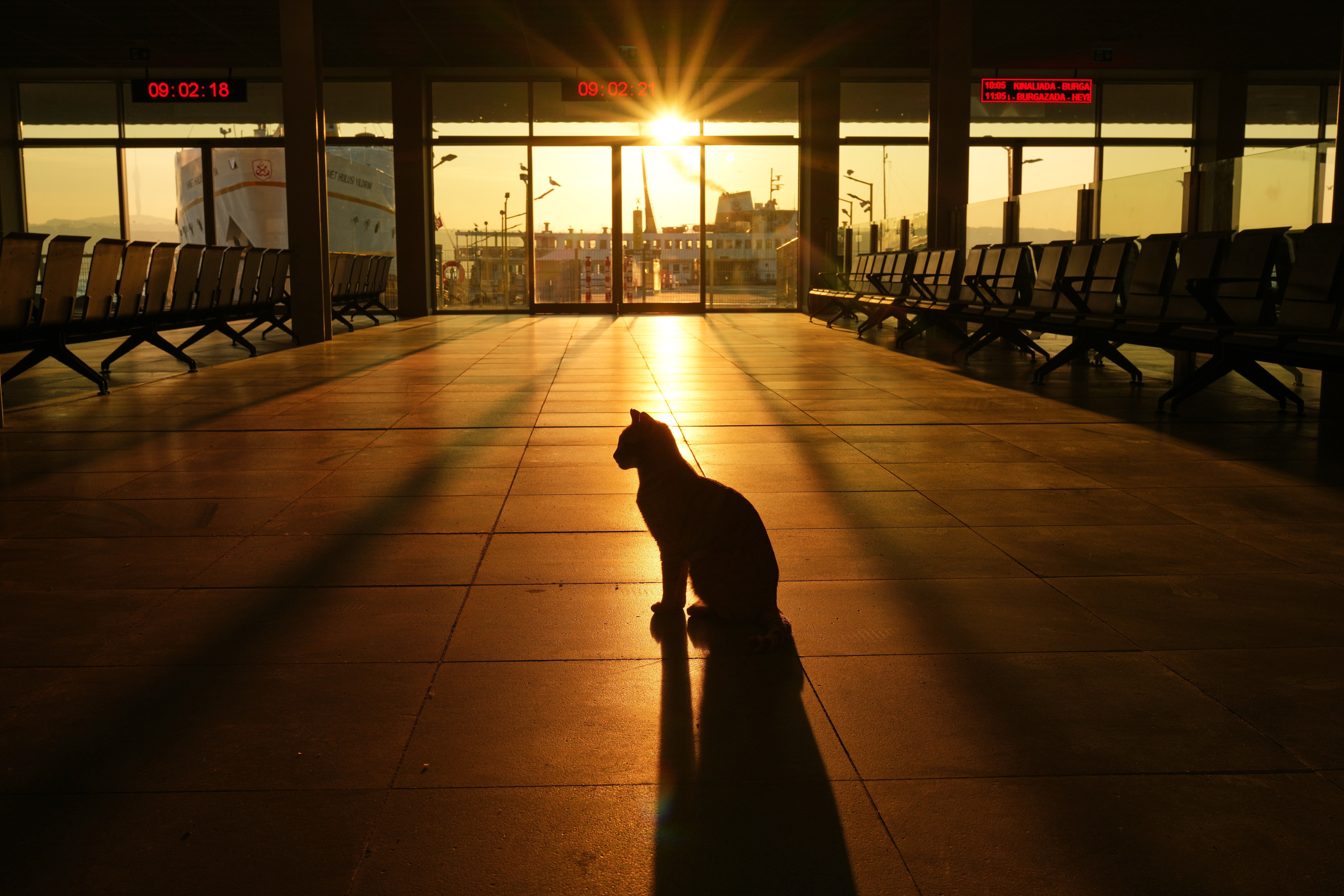 A cat casts a long shadow inside a ferry terminal.