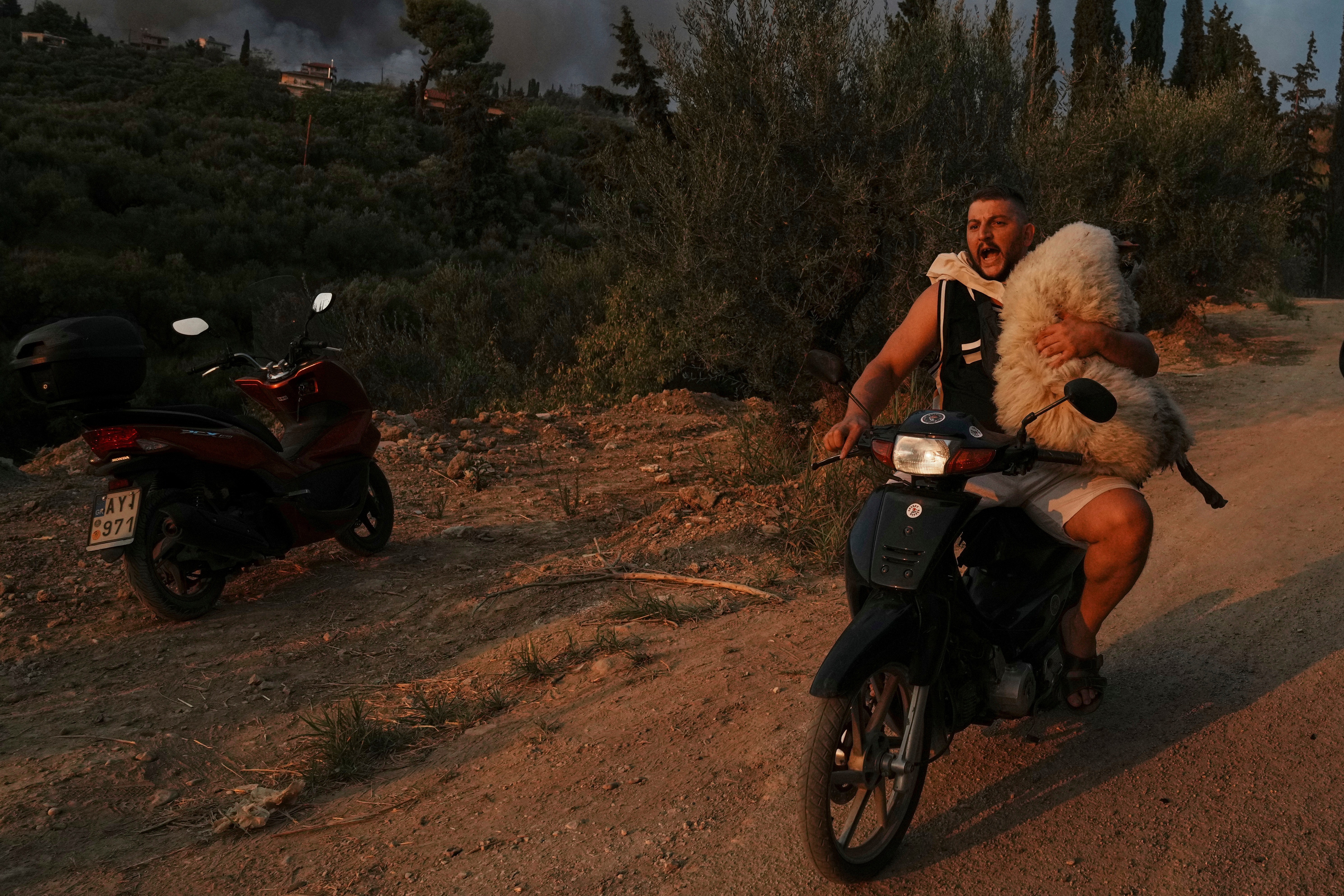 A man uses a motorcycle to carry a sheep to safety, during a wildfire.