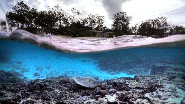 A bleached coral reef