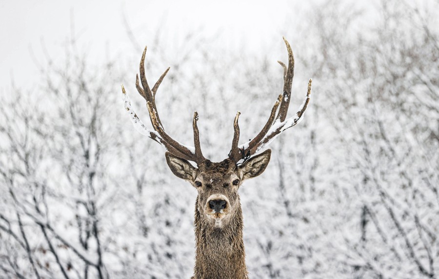 A deer looks straight toward the photographer, standing in front of snow-covered trees.