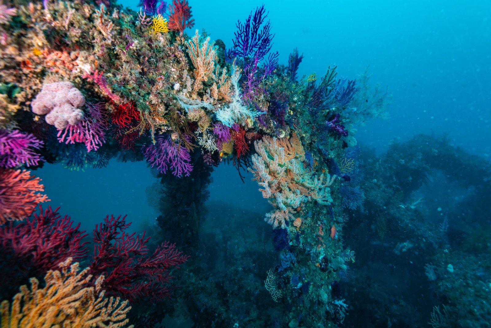 A colorful collection of coral, on the seafloor.