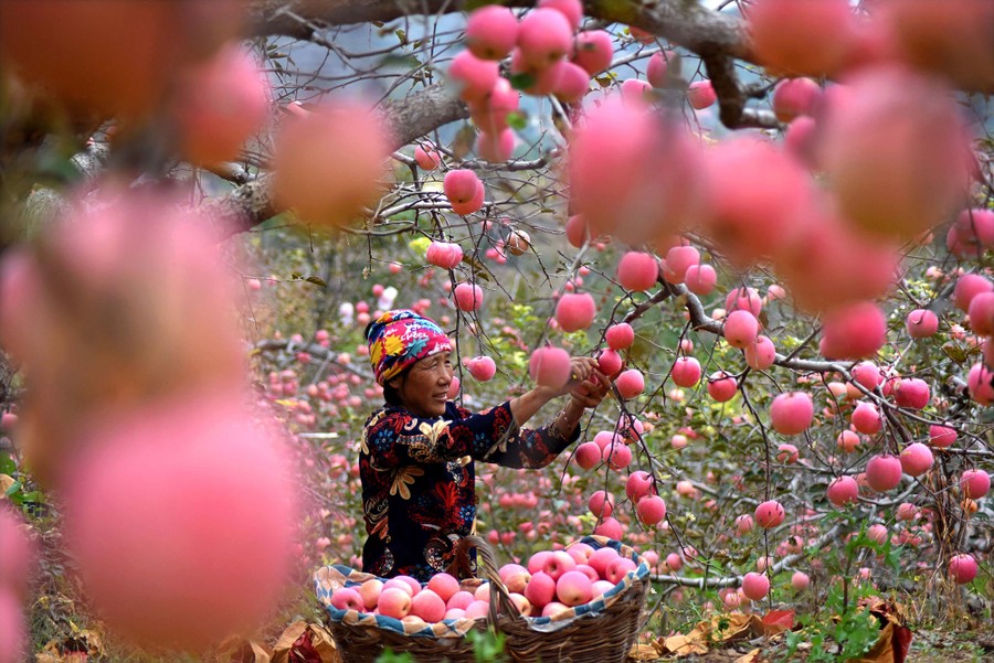 Fall Is in the Air: Images of the Season - The Atlantic