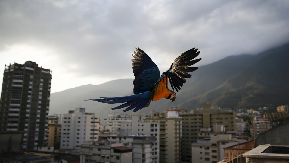 A macaw flies over Caracas
