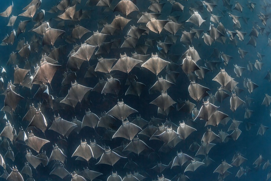 A large school of rays swim together, photographed underwater.