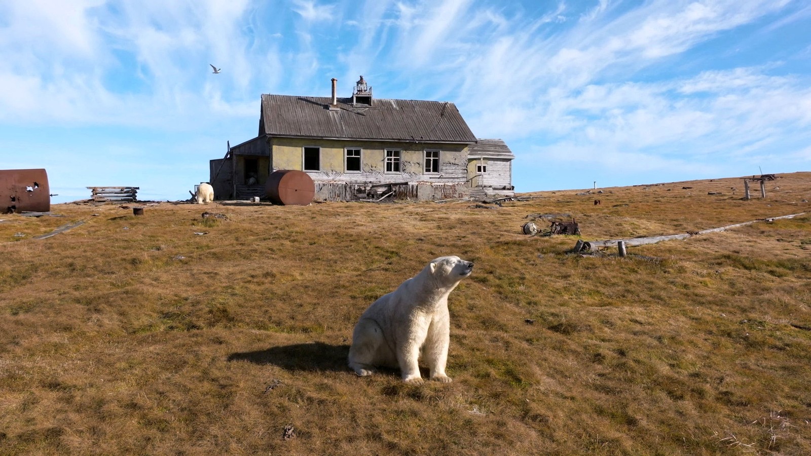 A polar bear sits on a grassy hillside in front of a wooden structure that is part of an abandoned research station.