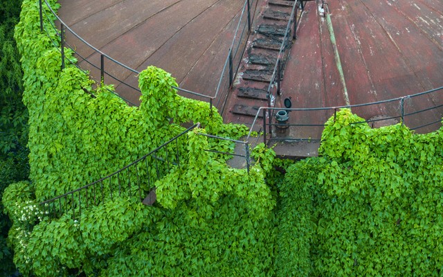 An aerial view of abandoned oil tanks covered by ivy plants