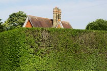 a trimmed hedge covering a view of a house