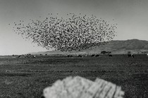 a black-and-white photo of a huge flock of birds taking off over a wide open field with cows grazing, and hills in the background