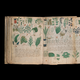 photo of medieval book open with right page that folds out, covered with various drawings of plants and long rows of handwritten script