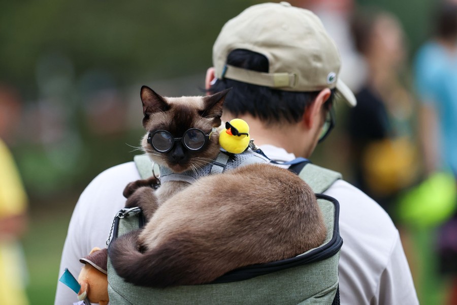 A person carries a cat on their backpack. The cat is relaxed, wearing a pair of glasses.