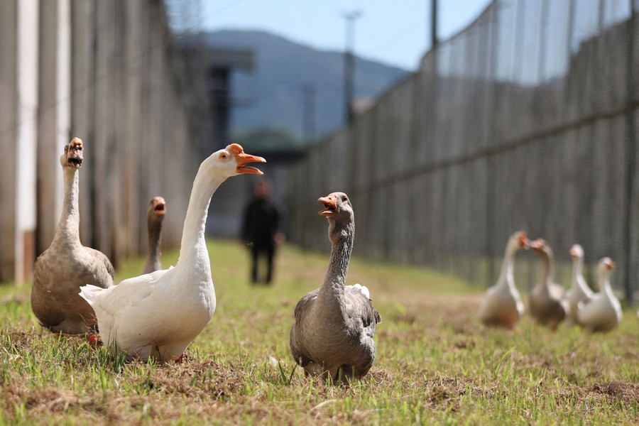 A small flock of domestic geese walk in a grassy strip between two tall fences outside a prison.