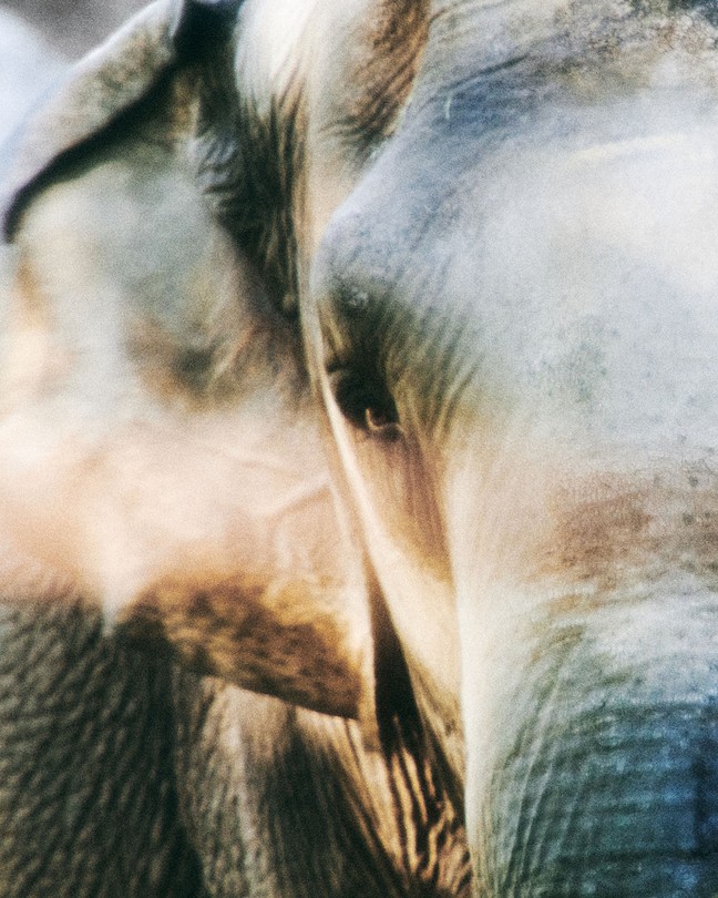 Close-up of Happy the Elephant's face