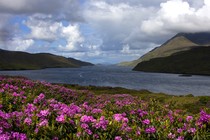 View of Killary Fjord with fields of rhododendrons in foreground