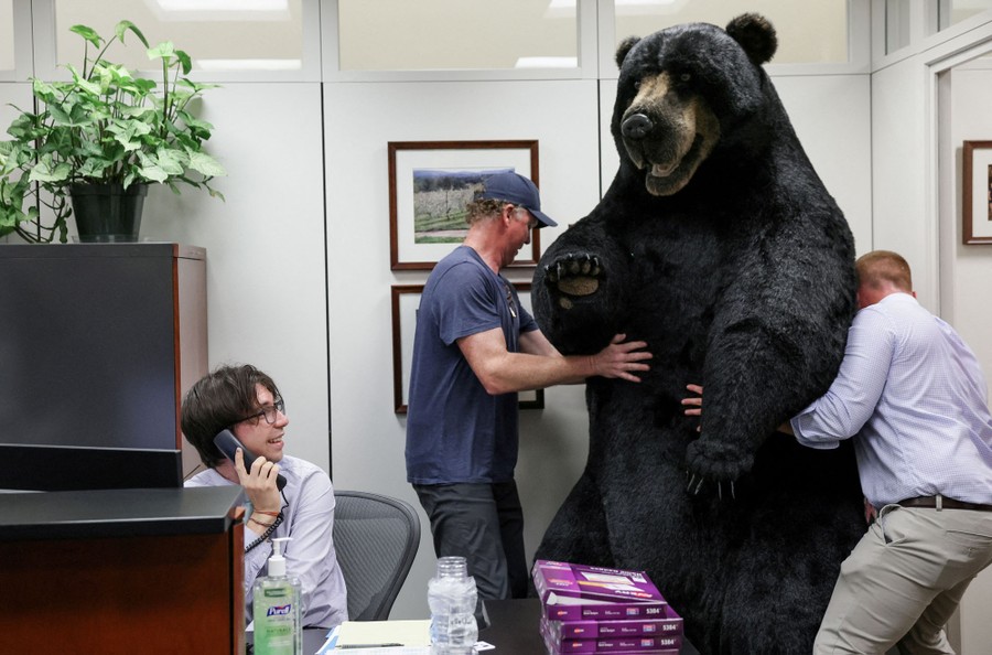 Two men place a tall stuffed black bear in an office.