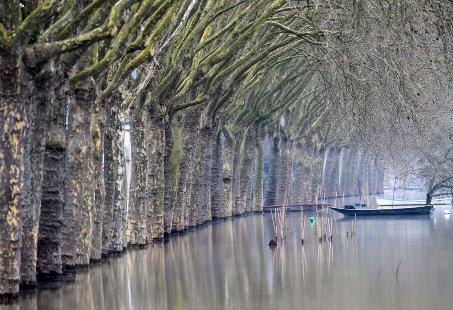 Many trees stand in a line, the ground around them inundated in floodwater.