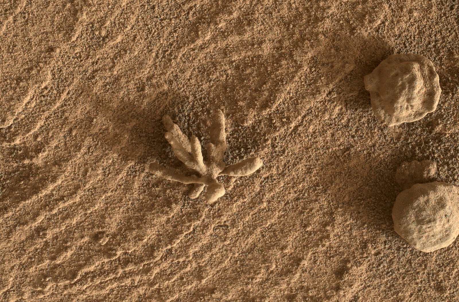 A close view of a flower-like rock artifact on a dry and sandy surface