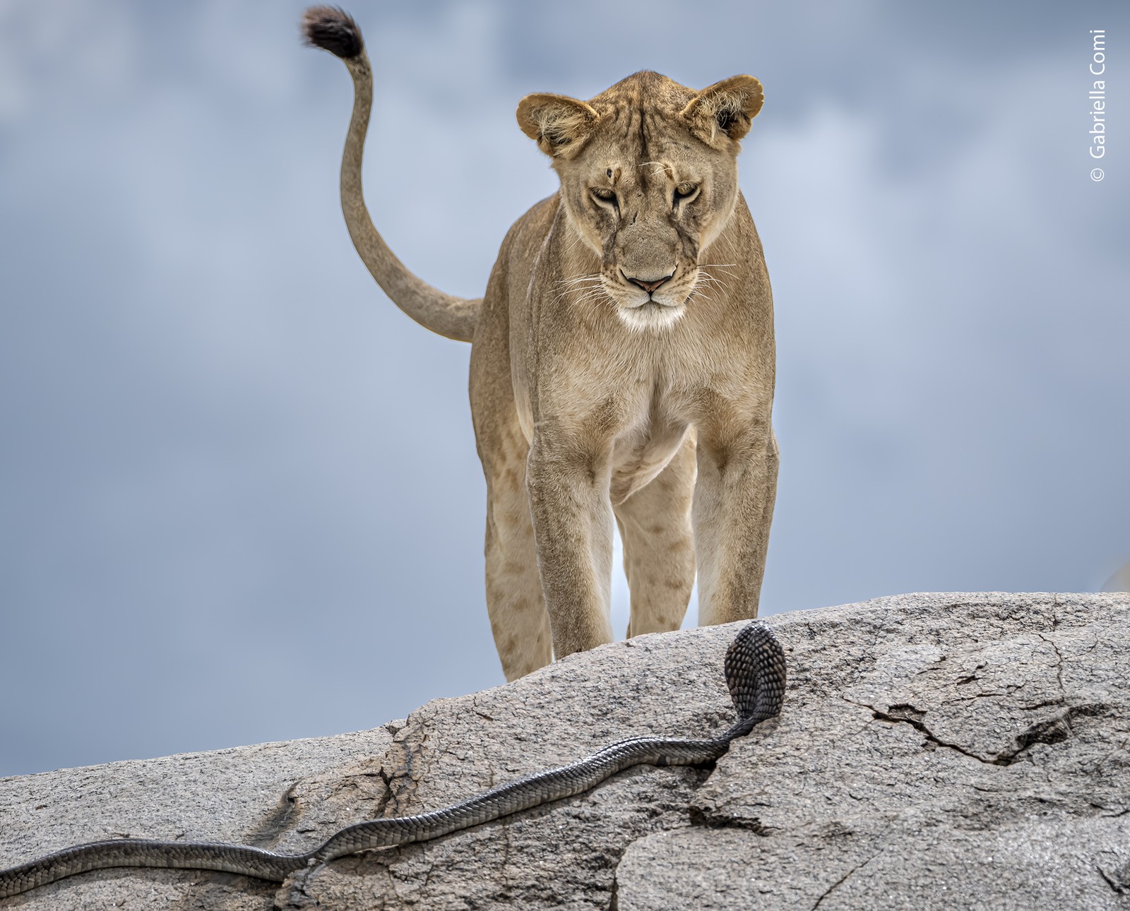 A lion stands on a rock, staring down at a nearby cobra.