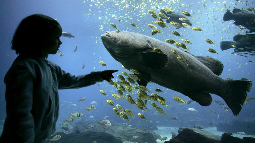 How Do Landlocked Aquariums Get Their Seawater? - The Atlantic