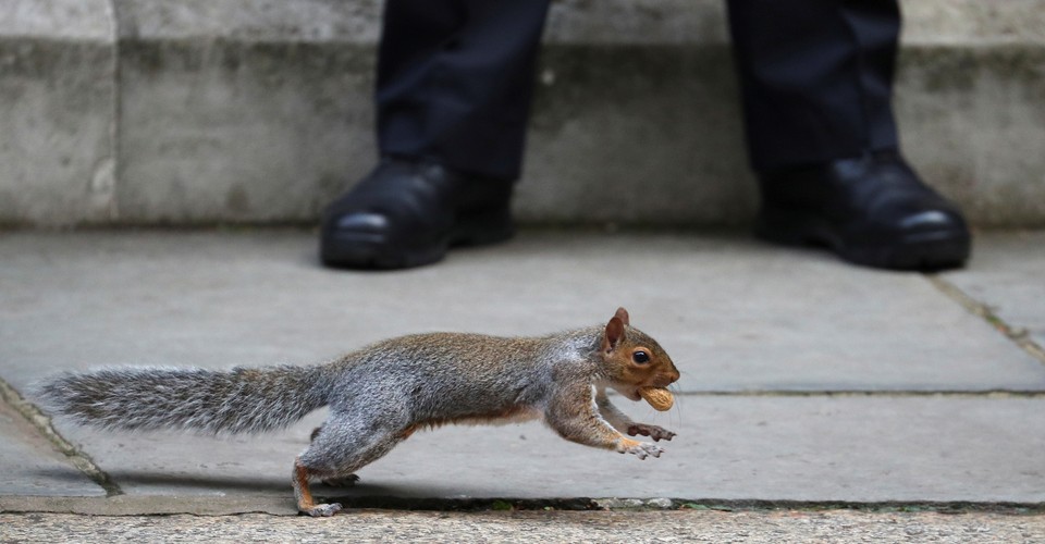 Squirrels Sort Their Nuts Like You Sort Your Fridge - The Atlantic