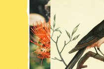 collage illustration with yellow bar, part of red-orange flower; bird perching on branch