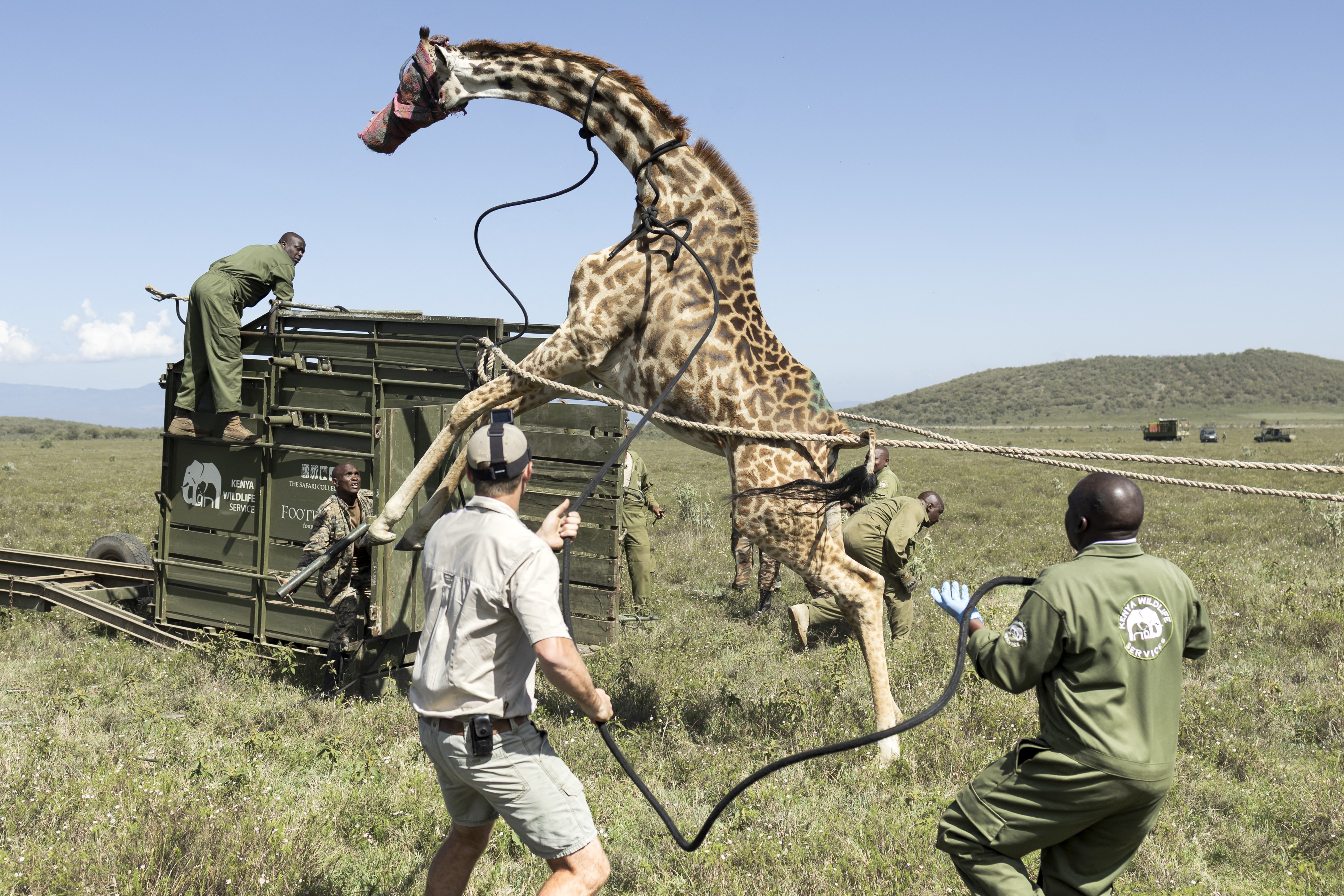 A giraffe rears on its hind legs, puling against ropes as a group of rangers try to guide it into a crate for transport.