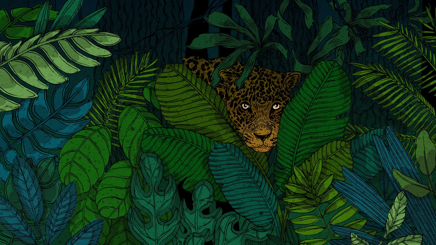 An illustration of a jaguar peeking through plants in a jungle
