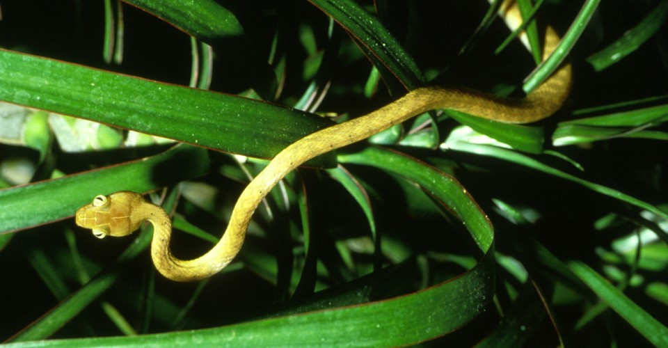 The U.S. Military Accidentally Brought a Snake to Guam That's ...