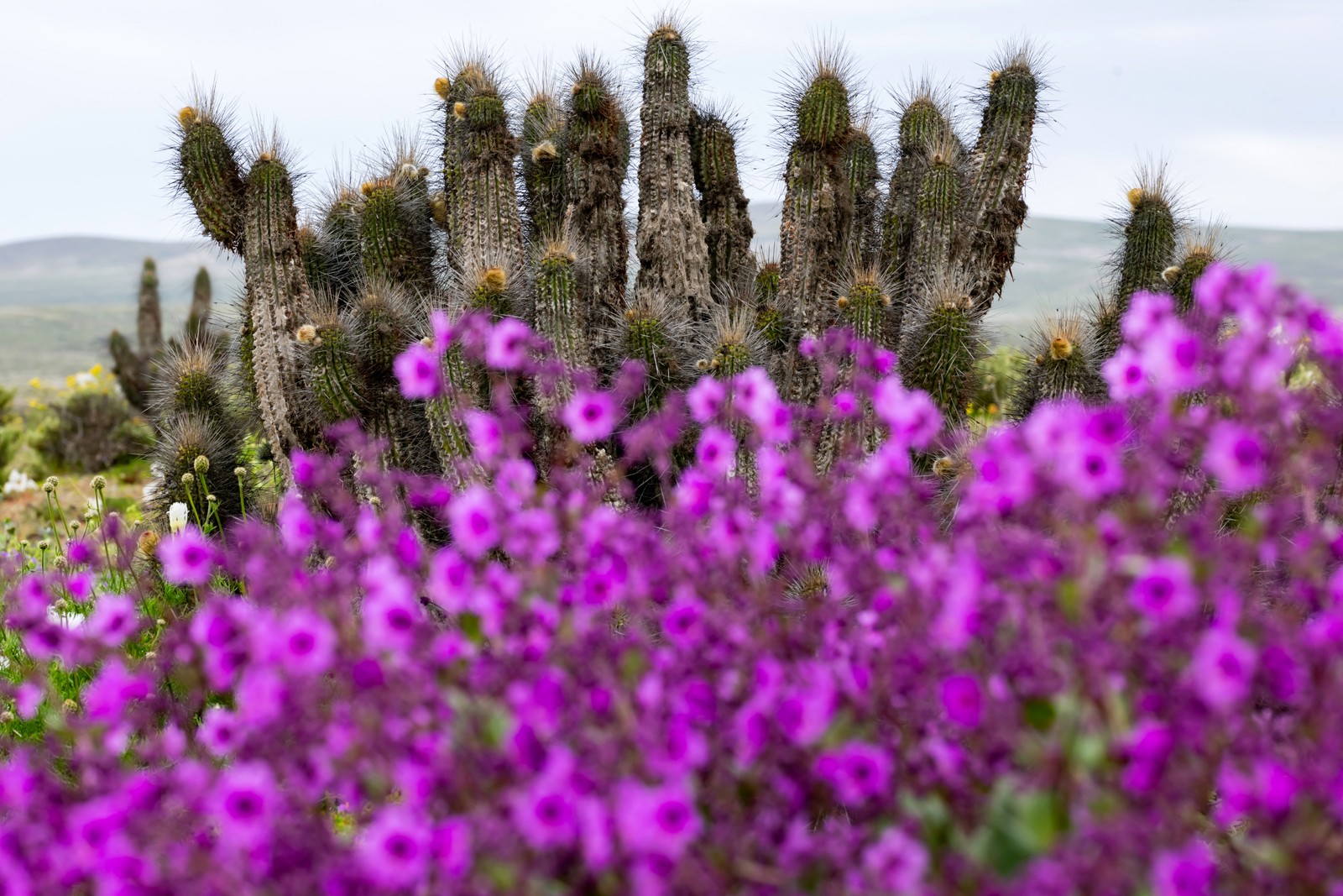 A view of cactus amid blooming wildflowers