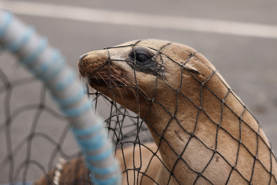 A sea lion, seen with a net over its head, on a beach