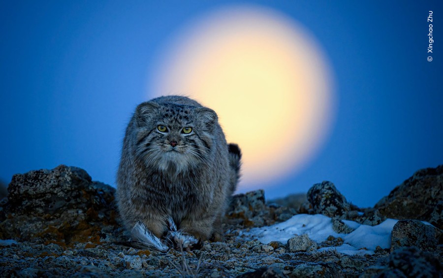 A close view of a medium-sized wild cat with thick fur