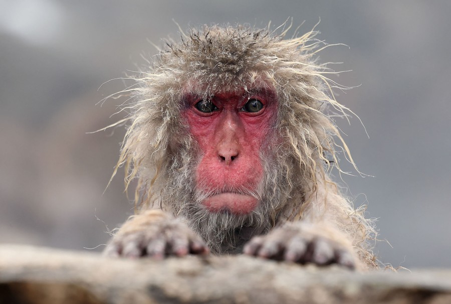 A red-faced monkey with damp hair faces the camera while resting in a hot spring.