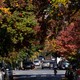Fall leaves on a tree-lined streets in Washington, DC