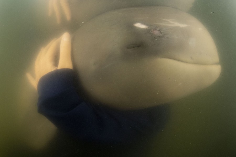 A caretaker cradles a young dolphin underwater.