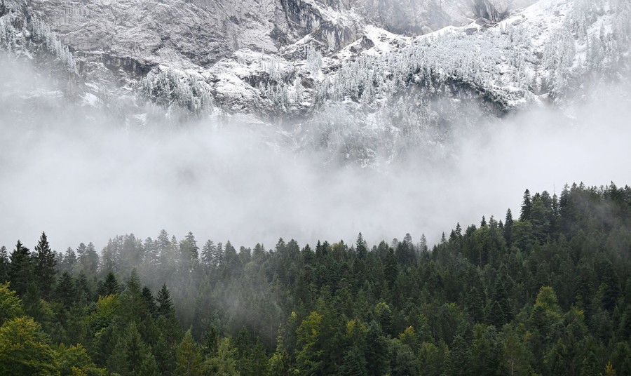 Fresh snow on a mountainside above a green forest