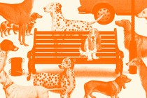 A beagle sits on a bench surrounded by different dog breeds