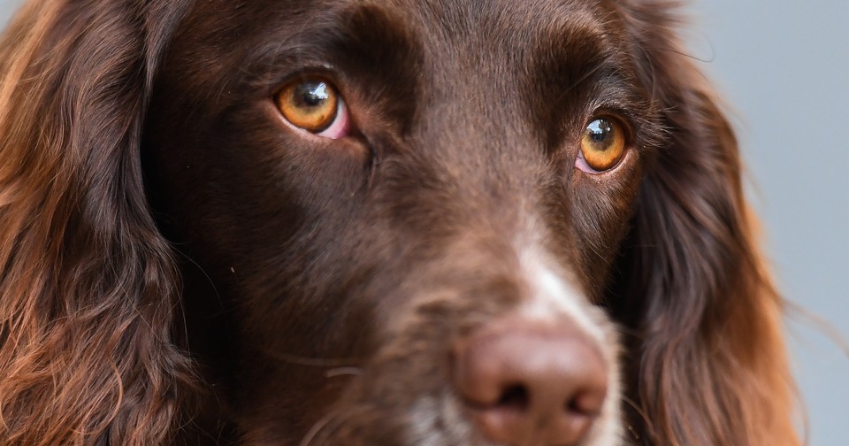 why do dogs pupils get big