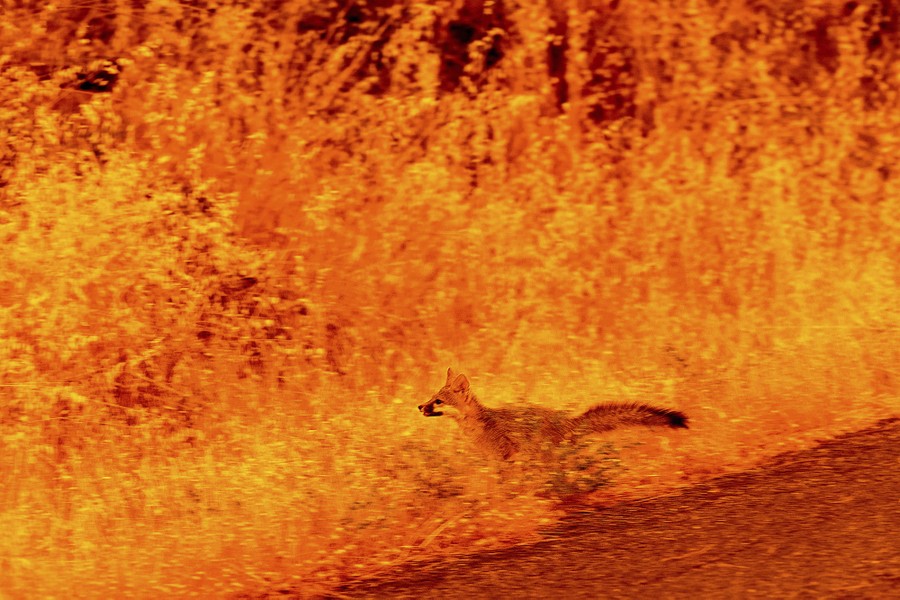 A small animal, possibly a fox, runs into a grassy area illuminated brightly by a nearby wildfire.