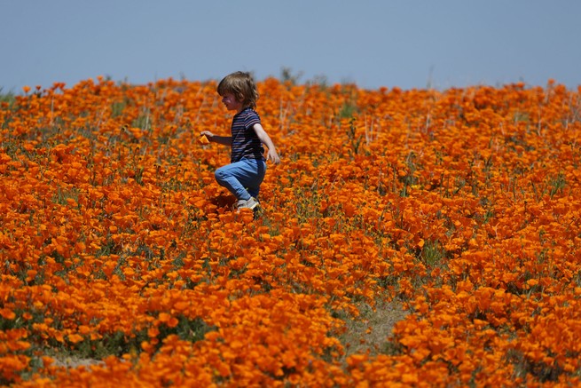 child plays in a superbloom of California poppies