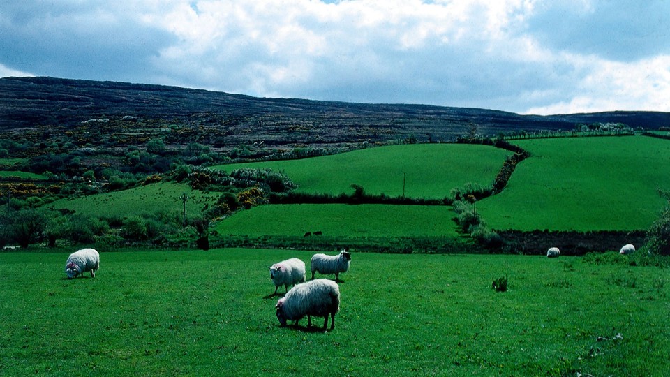 Sheep in a field