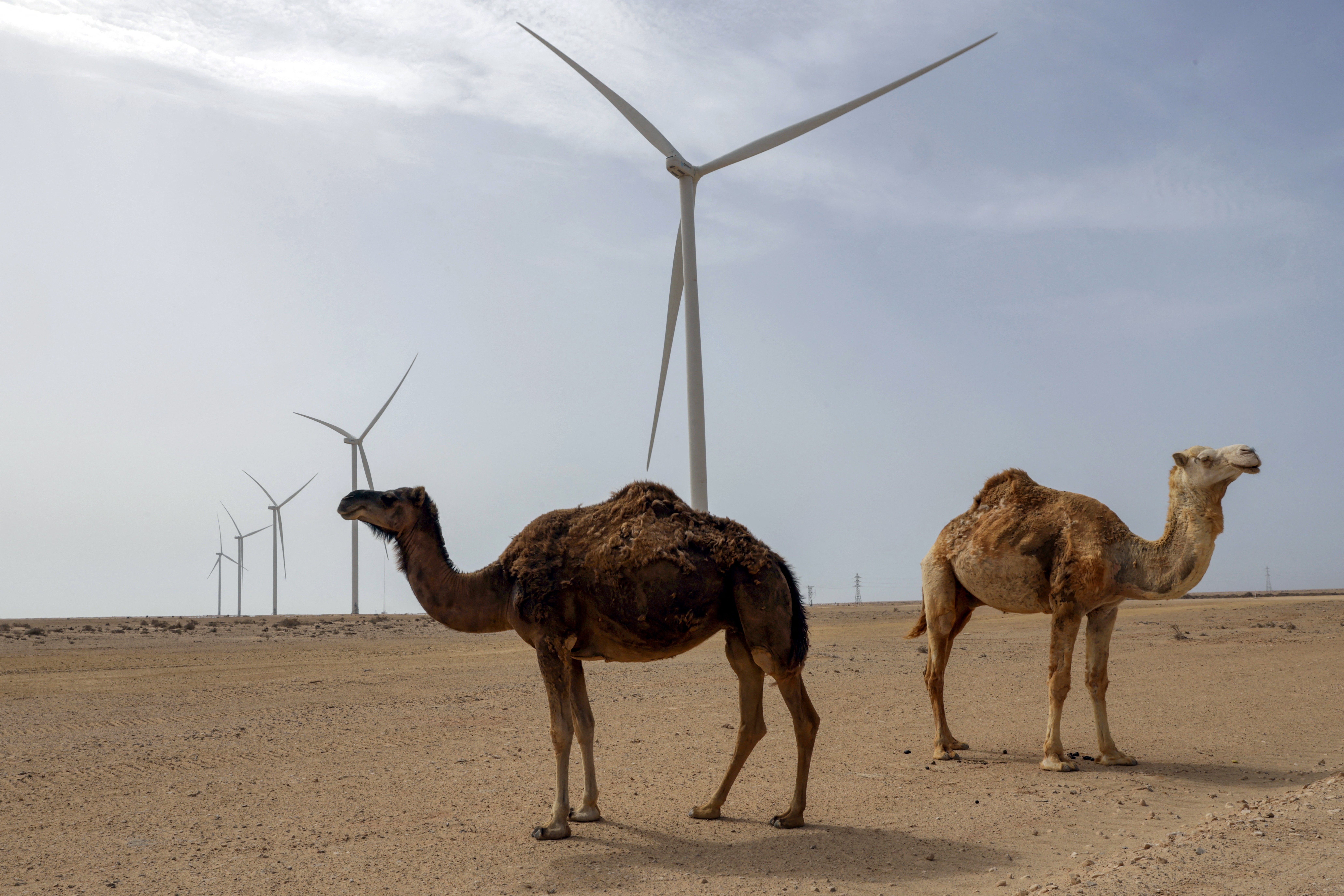 Camels stand next to wind turbines in a vast desert area.