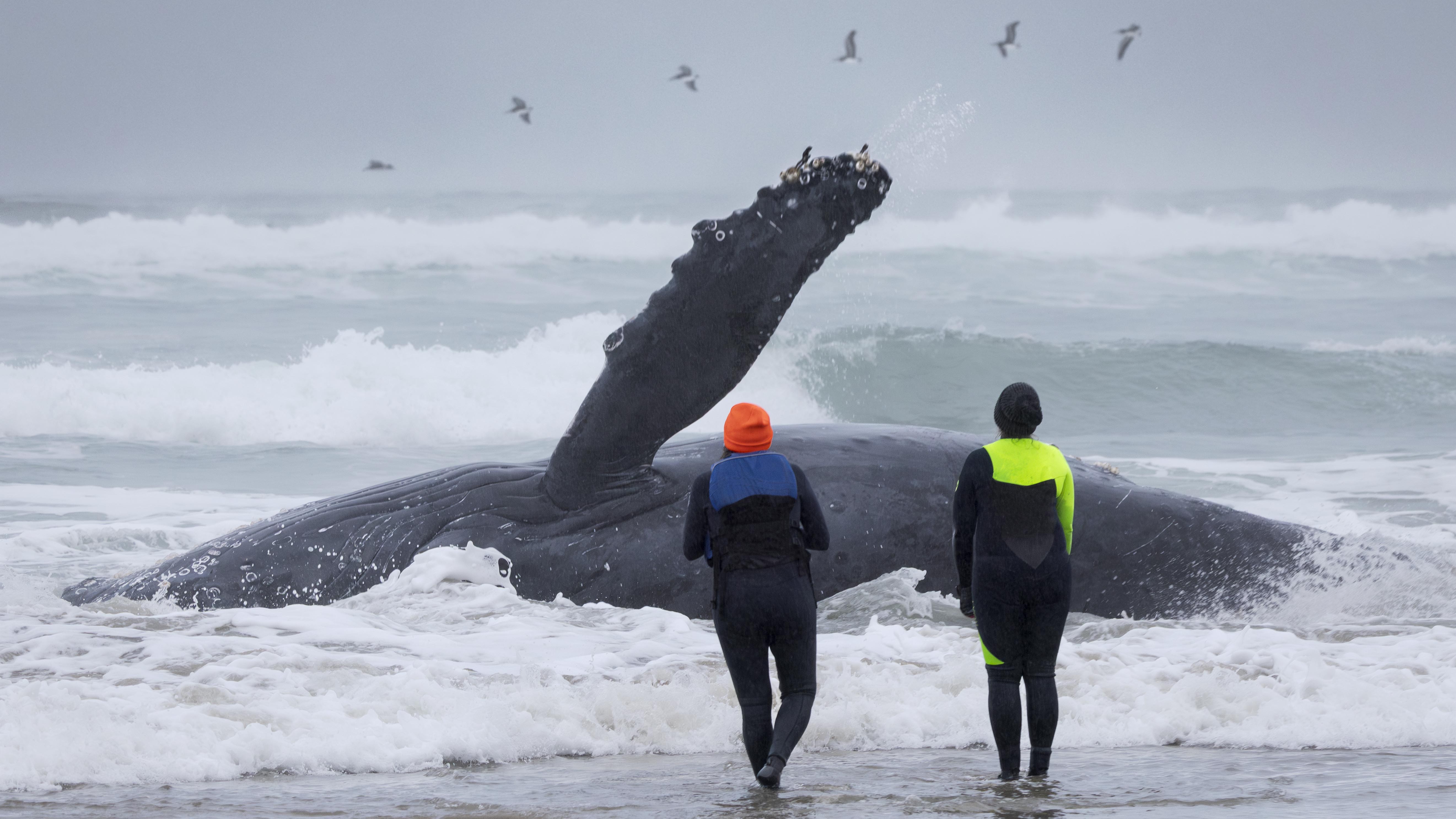 The Fight to Save the Yachats Whale