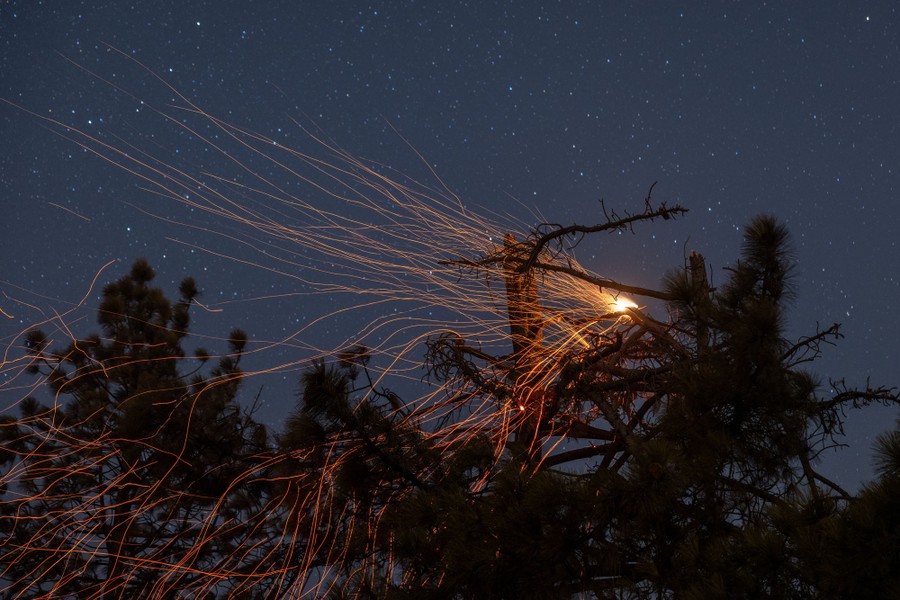 Many streaks show embers blowing in the wind from the top of a burning tree.