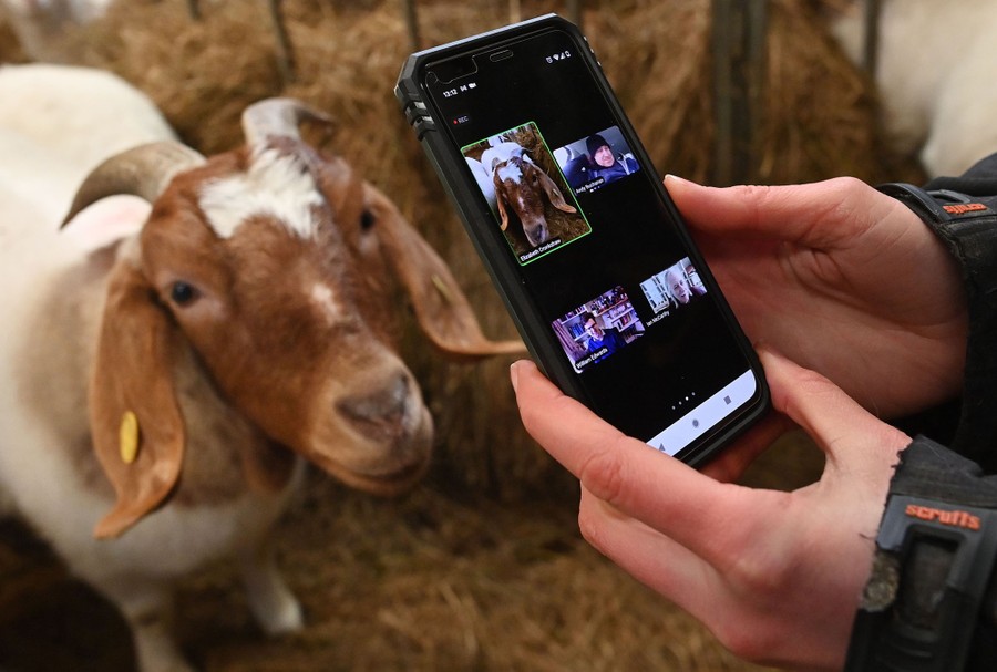 Floppy-eared goats glance up curiously as farmer Dot McCarthy holds up a mobile phone to film them as they eat hay in a barn.