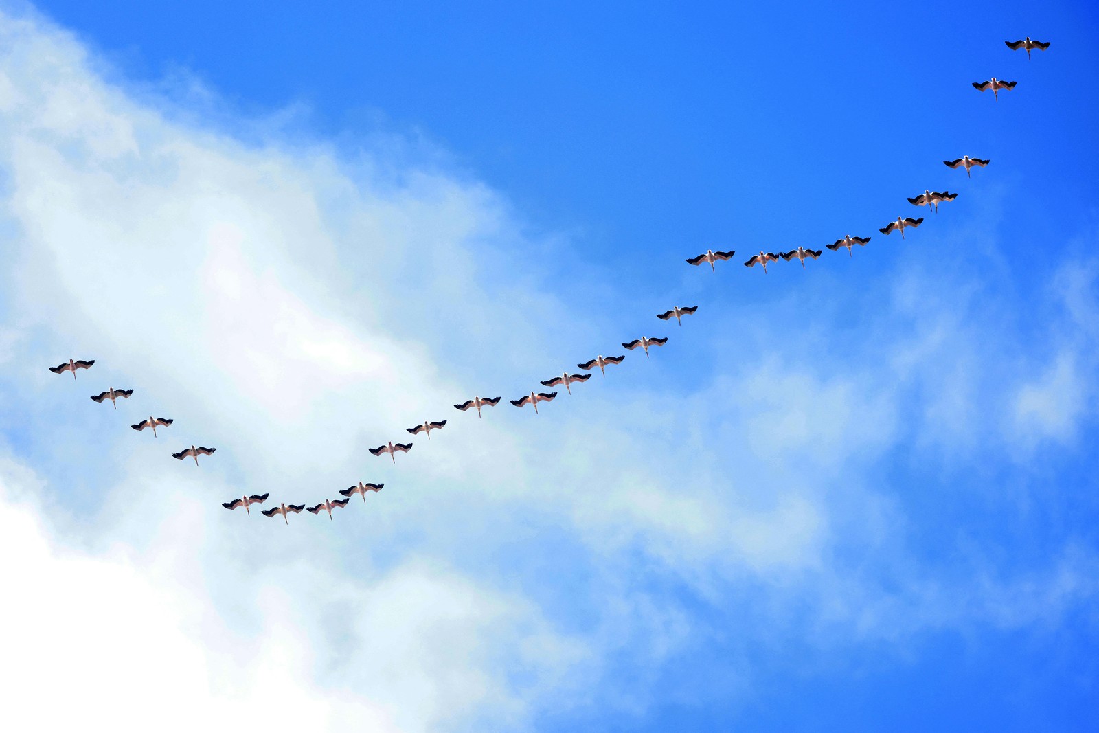 A flock of flamingos fly overhead, in formation.